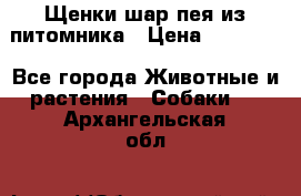 Щенки шар-пея из питомника › Цена ­ 15 000 - Все города Животные и растения » Собаки   . Архангельская обл.
